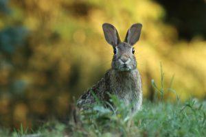 How to Protect Plants from Rabbits The Best Way to Keep Rabbits out of the Garden