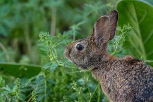 How to Protect Plants from Rabbits The Best Way to Keep Rabbits out of the Garden