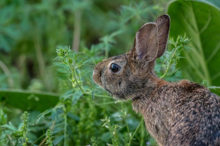 How to Protect Plants from Rabbits The Best Way to Keep Rabbits out of