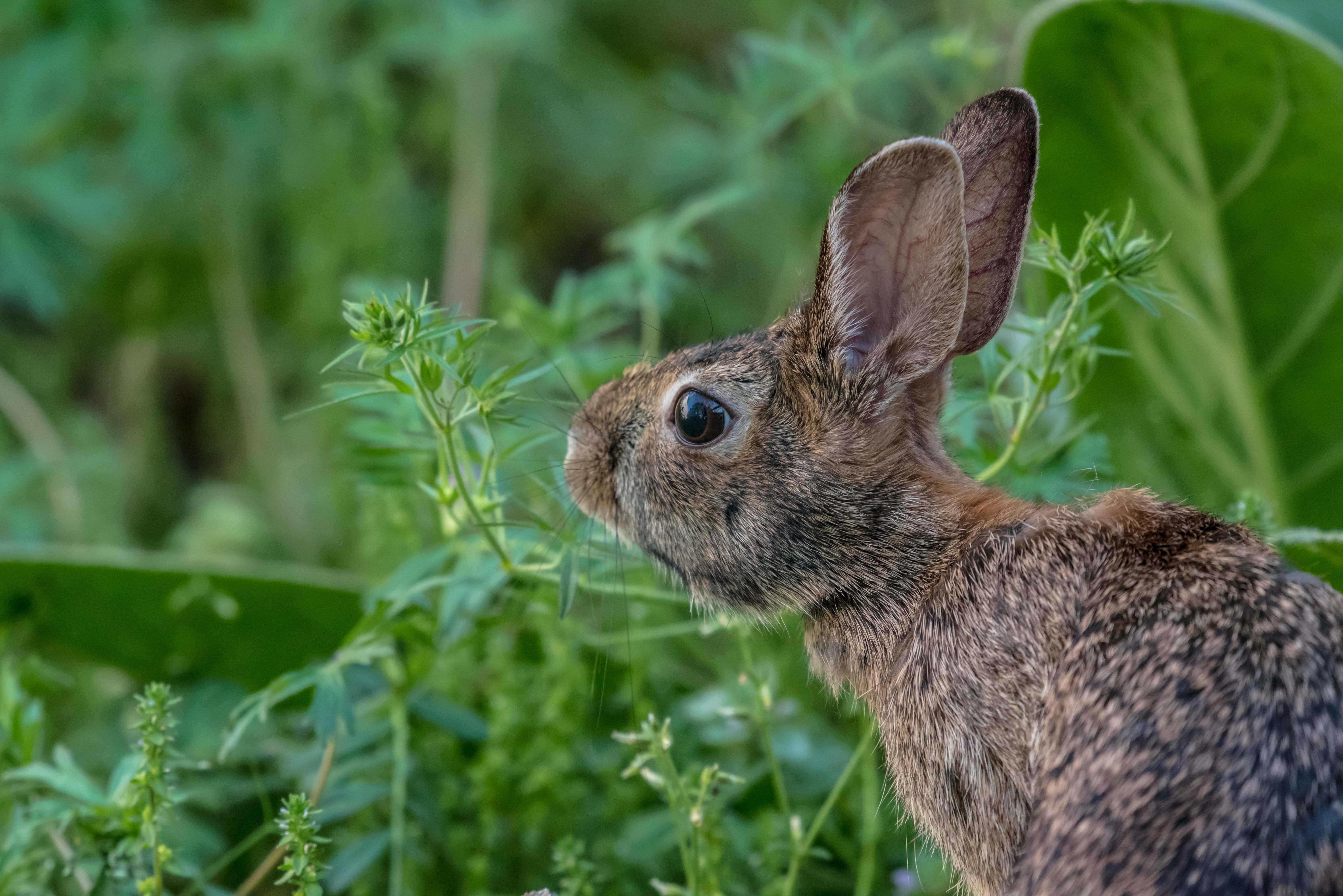 How To Get Rid Of Rabbits In Your Yard The Best Rabbit Deterrent