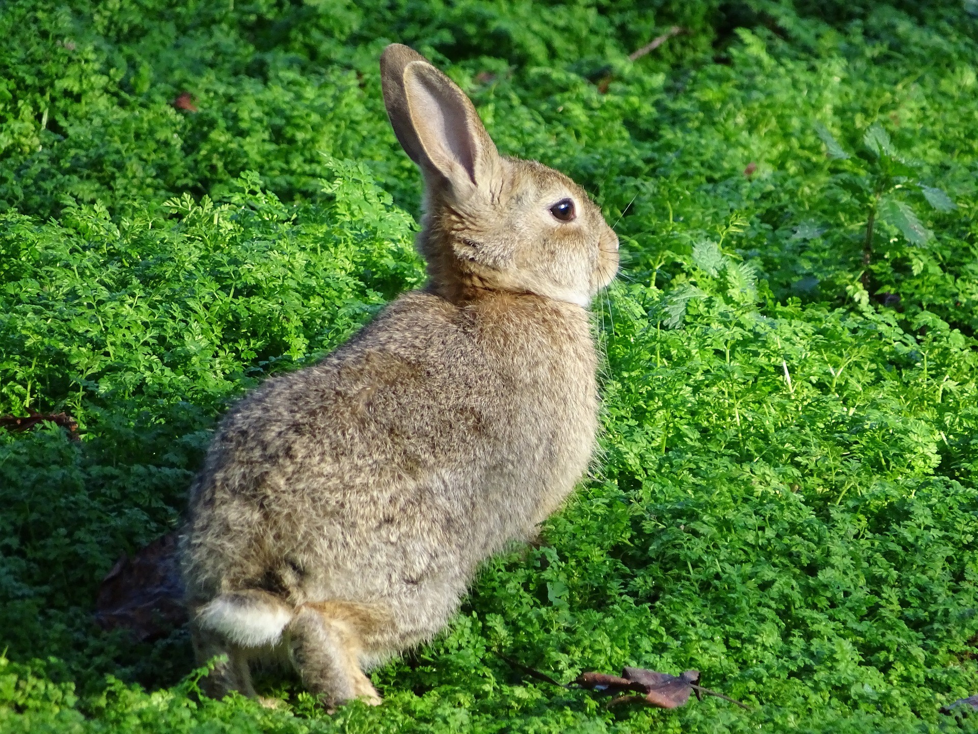 Bobbex Rabbit Repellent Concentrate (Bobbex-R) Review A Rabbit Spray Worth Considering