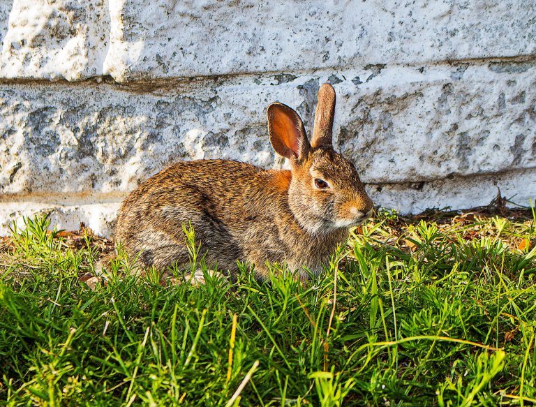 Live Rabbit Traps That Work: Use a Havahart Rabbit Trap! | Rabbit Remover