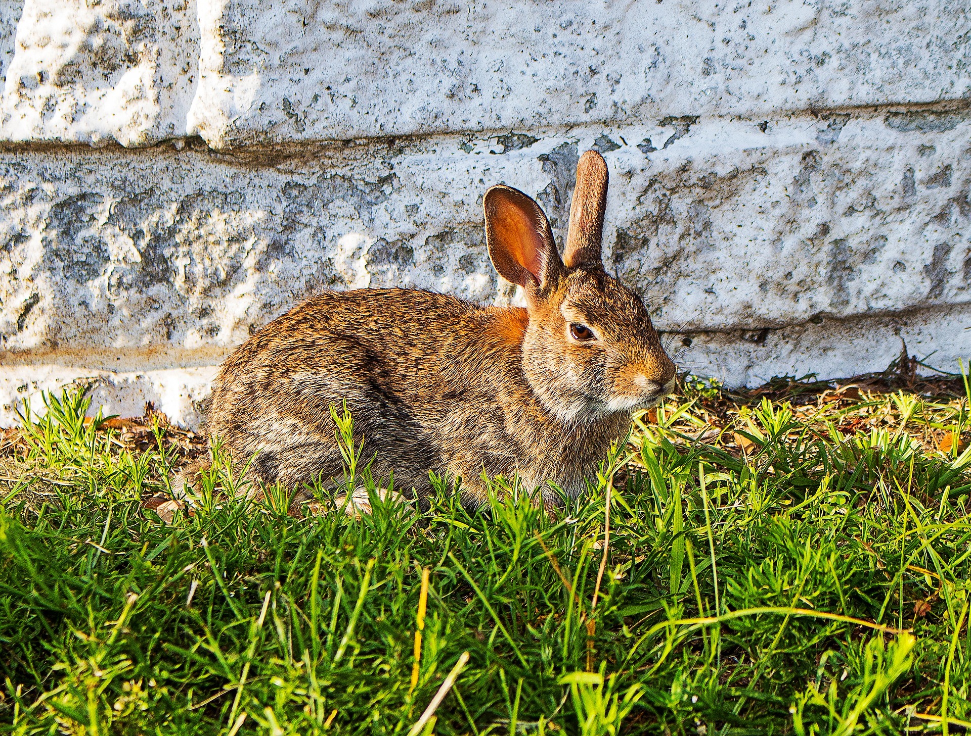 soft jaw rabbit traps