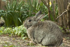 Live Rabbit Traps That Work Use a Havahart Rabbit Trap