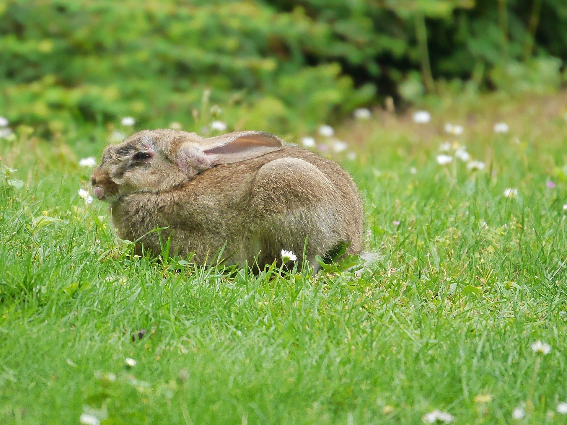 Messina Rabbit Stopper Spray Review A Fantastic Rabbit Deterrent