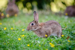 Plantskydd Rabbit Repellent Concentrate Review Goodbye Rabbits