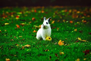 Rabbit Scram Repellent Review: The Best Rabbit Repellent Granules!