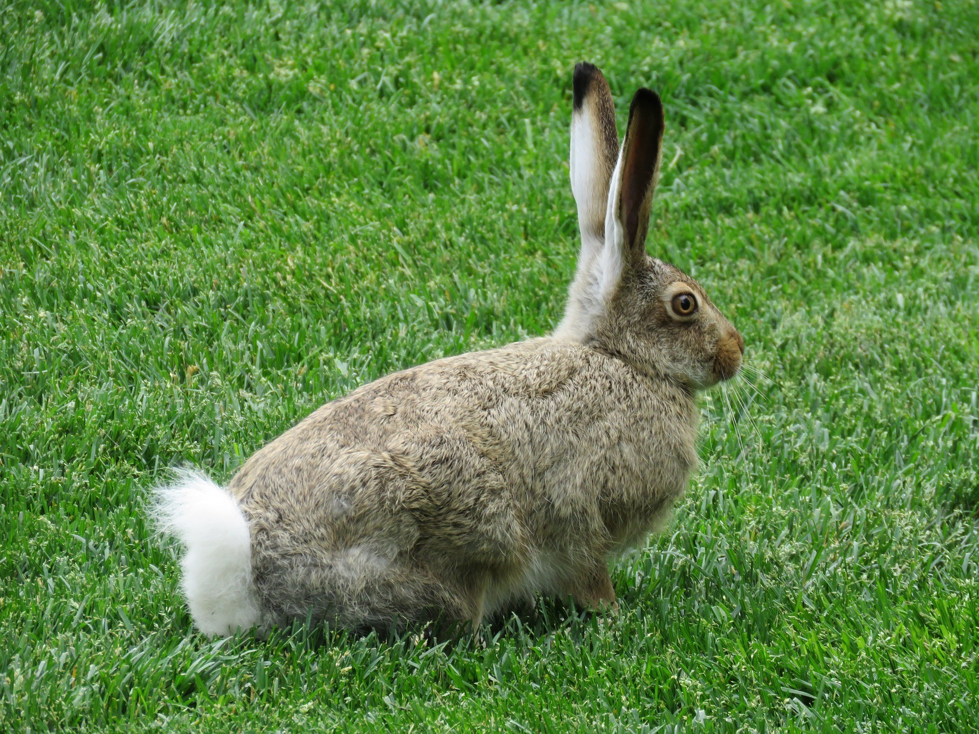 Rabbit Scram Repellent Review: The Best Rabbit Repellent Granules!