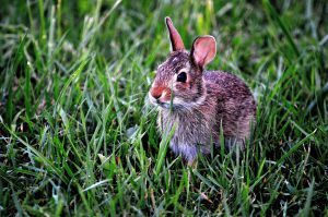 The 2 Best Rabbit Sprinkler Repellent Products Scare Rabbits Away with Water (2)