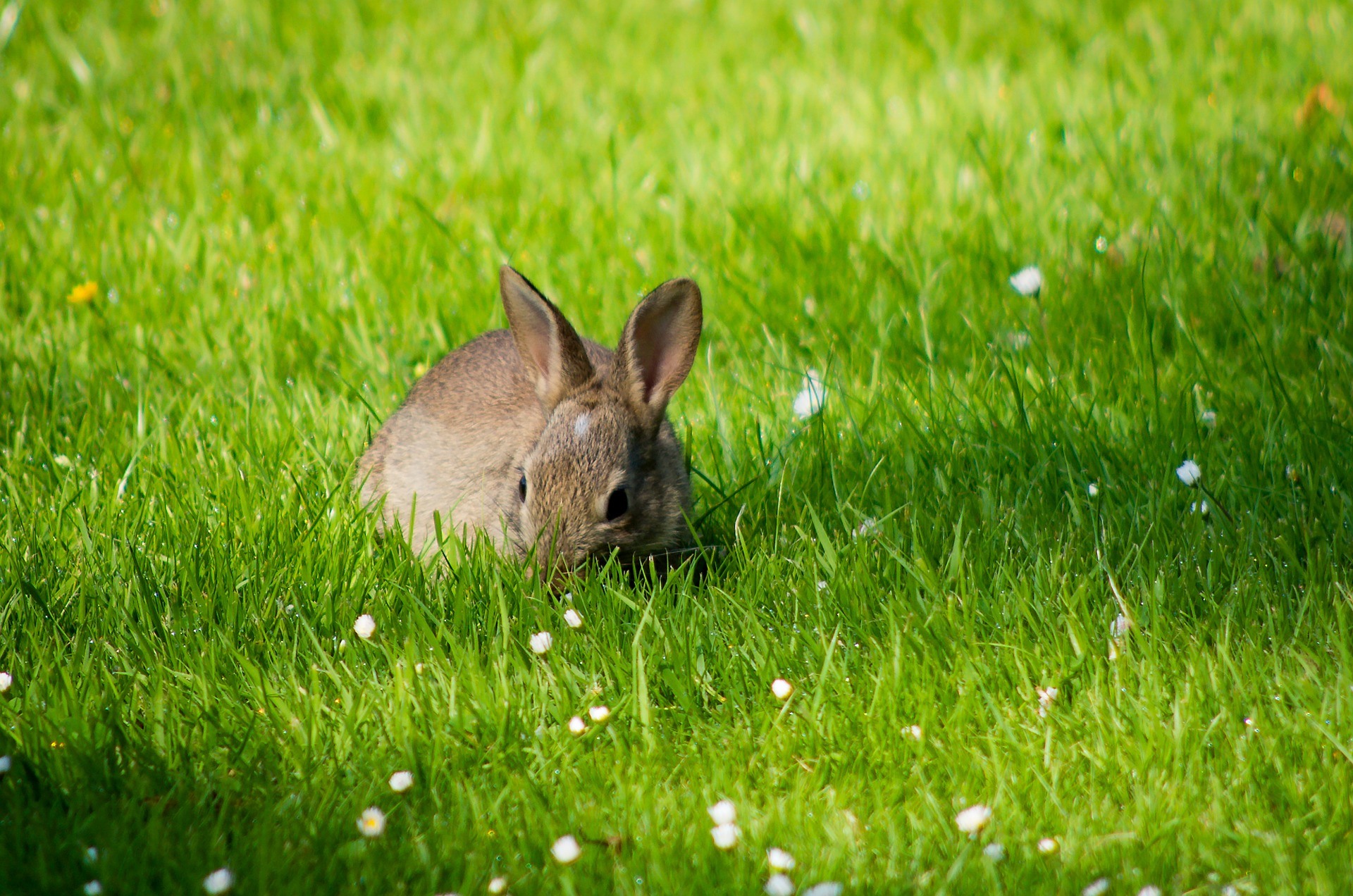 The 5 Best Rabbit Repellent Sprays These Rabbit Deterrent Spray