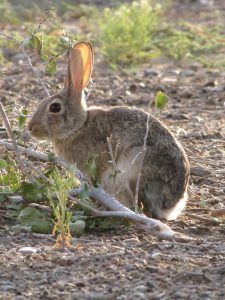 The 5 Best Rabbit Repellent Sprays These Rabbit Deterrent Spray Products are Unbeatable