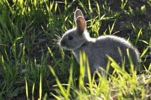 The 5 Best Rabbit Repellent Sprays These Rabbit Deterrent Spray Products are Unbeatable