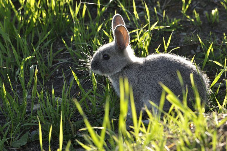 The 5 Best Rabbit Repellent Sprays These Rabbit Deterrent Spray