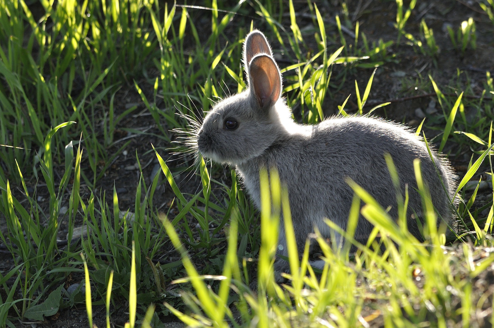 The 5 Best Rabbit Repellent Sprays These Rabbit Deterrent Spray Products are Unbeatable
