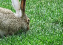 The 6 Best Natural Rabbit Repellent Products Use A Natural Rabbit Deterrent to Stop the Damage (2)