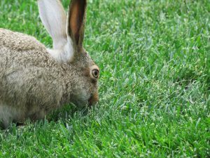 The 6 Best Natural Rabbit Repellent Products Use A Natural Rabbit Deterrent to Stop the Damage (2)