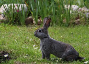 The 6 Best Natural Rabbit Repellent Products Use A Natural Rabbit Deterrent to Stop the Damage (2)