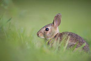 The Best Electronic Rabbit Repellent Devices