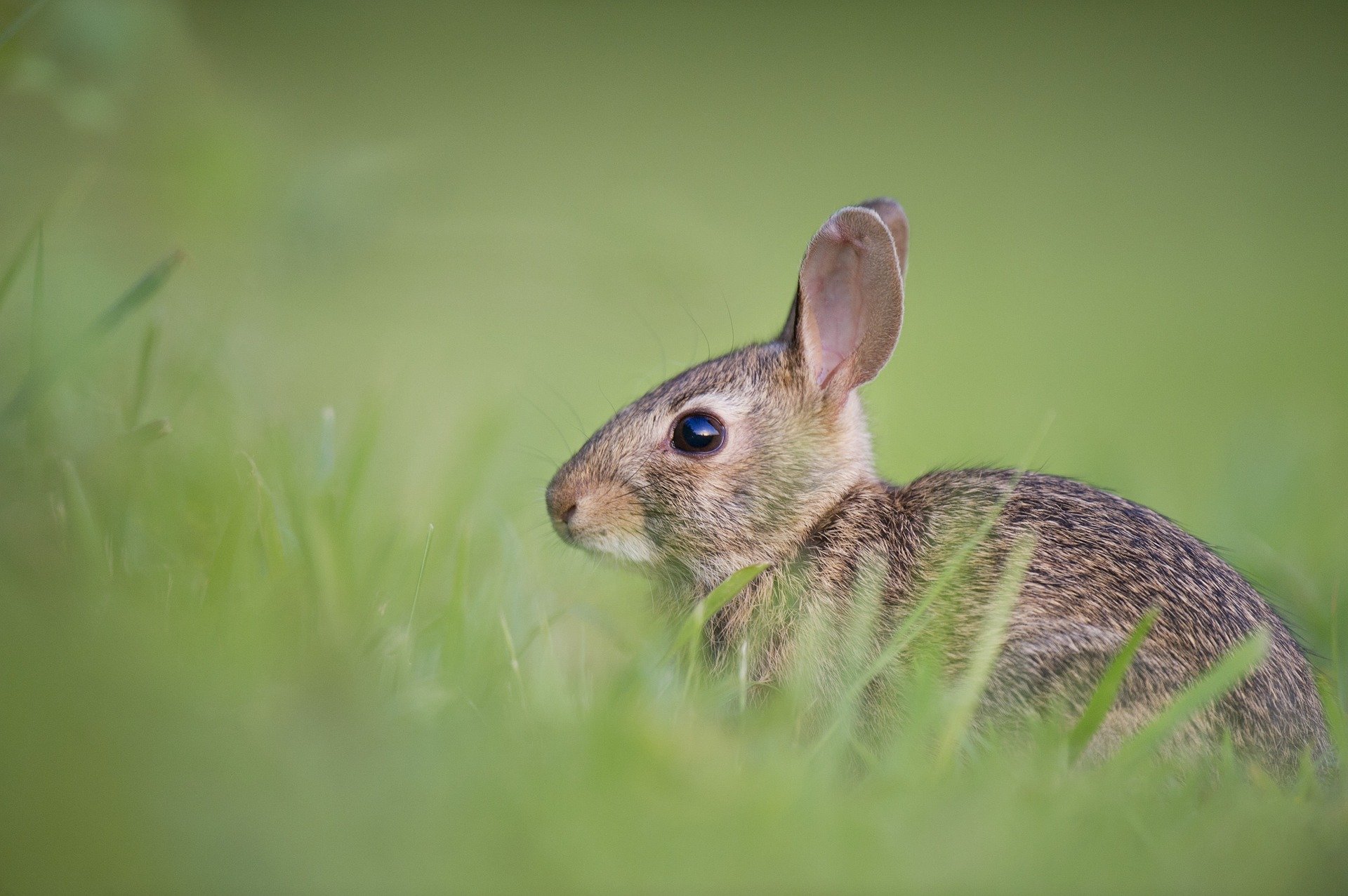 The Best Electronic Rabbit Repellent Devices! Rabbit Remover