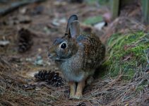 The Best Electronic Rabbit Repellent Devices
