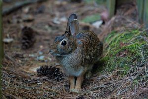 The Best Electronic Rabbit Repellent Devices