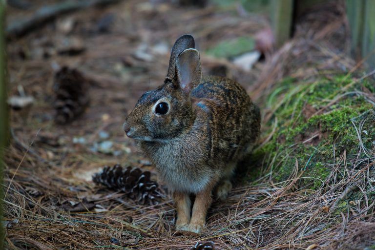 The Best Electronic Rabbit Repellent Devices! Rabbit Remover