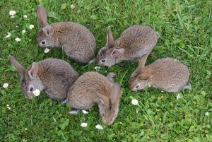 The Best Rabbit Repellent Plants Check Out These Plants That Repel Rabbits