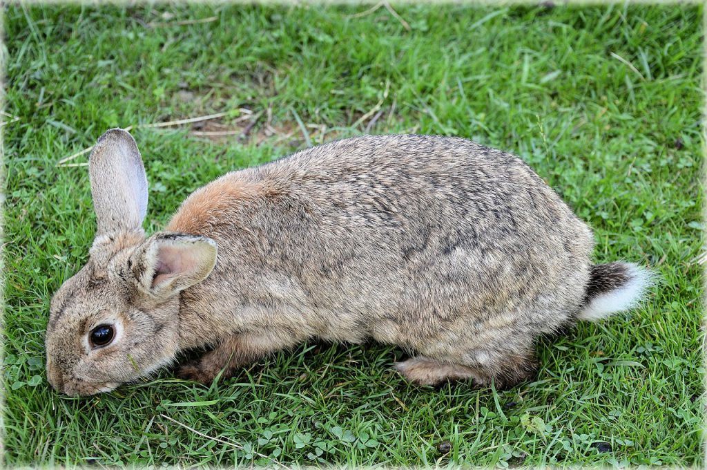 How to Get Rid of Rabbits in Your Garden The Best Rabbit Repellent