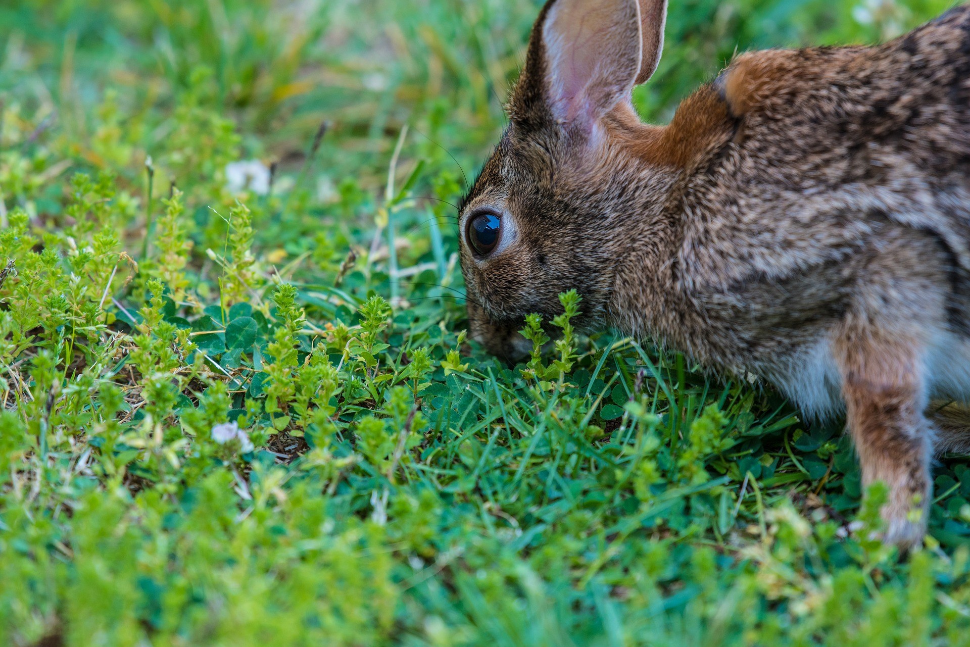 How to Get Rid of Rabbits in Your Garden: The Best Rabbit Repellent Gardens!