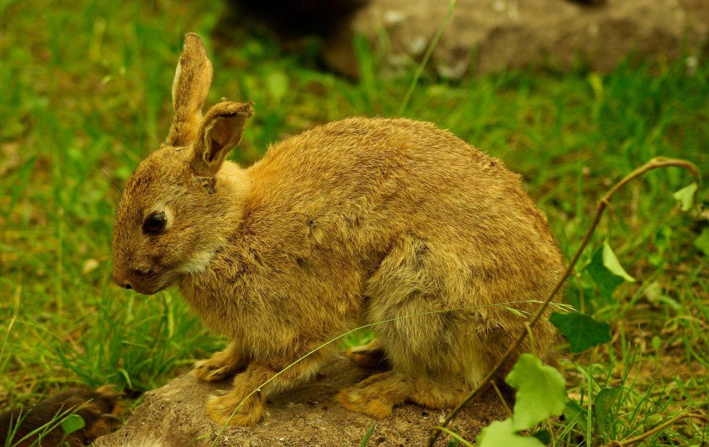 How to Get Rid of Rabbits in Your Yard: The Best Rabbit Deterrent