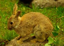 How to Keep Rabbits Away from the Garden: Stop Rabbits from Eating