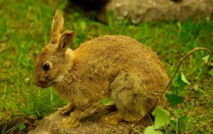 Jak pozbyć się królików na podwórku najlepsze produkty odstraszające króliki