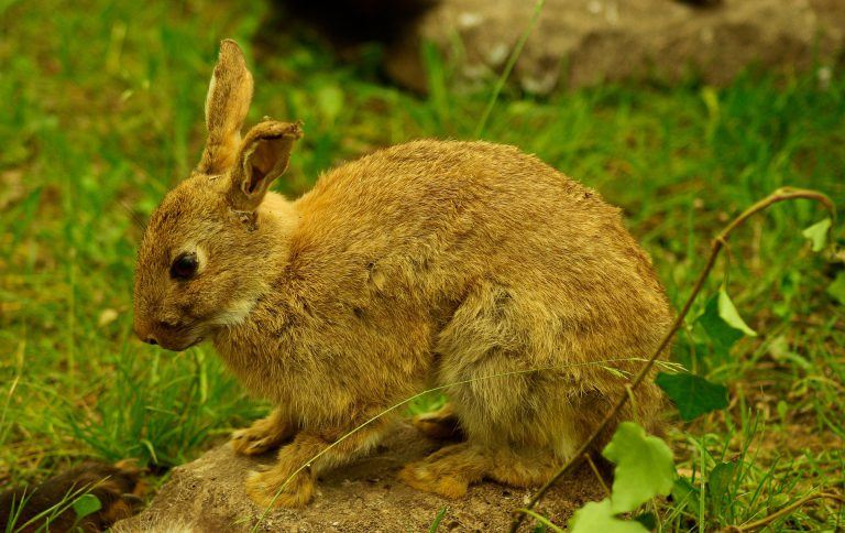 how-to-get-rid-of-rabbits-in-your-yard-the-best-rabbit-deterrent