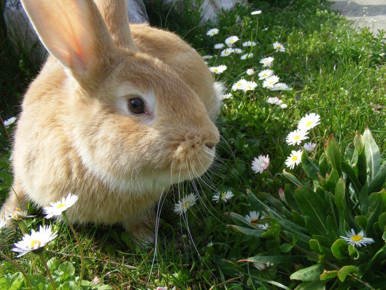 How to Get Rid of Rabbits in Your Yard: The Best Rabbit Deterrent