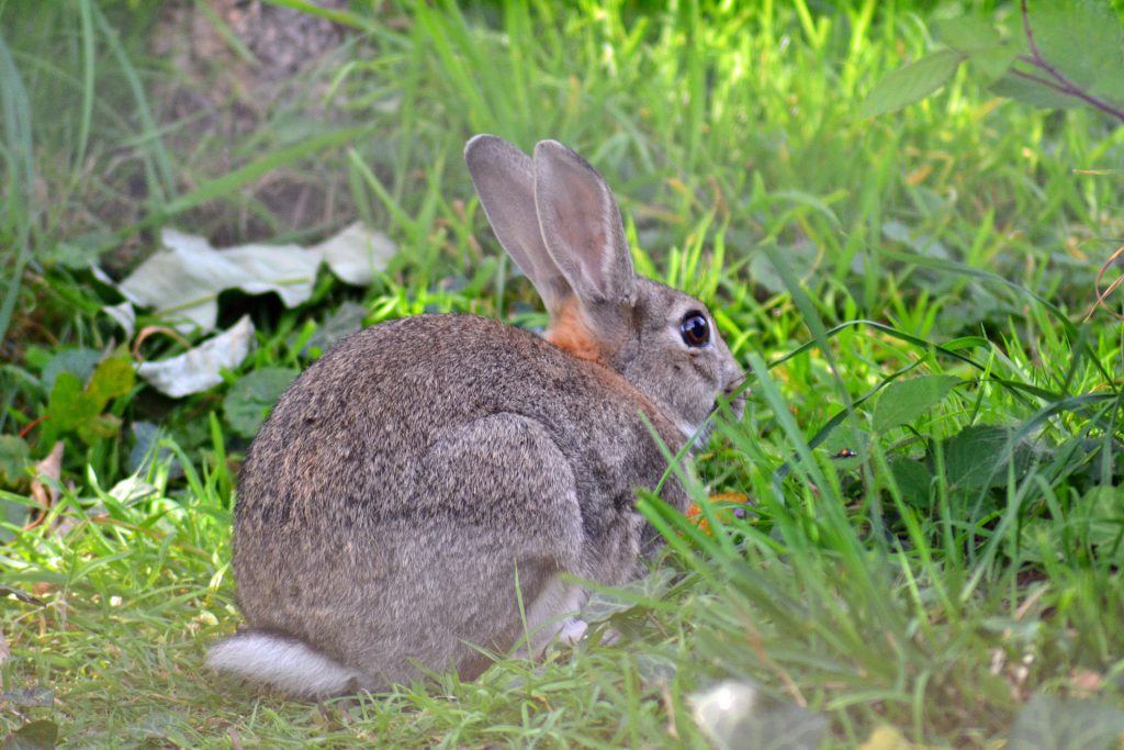 How to Keep Rabbits Away from the Garden Stop Rabbits from Eating