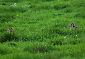 How to Keep Rabbits Away from the Garden Stop Rabbits from Eating Plants