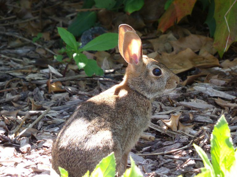 How to Keep Rabbits Out of the Vegetable Garden Tips for Rabbit