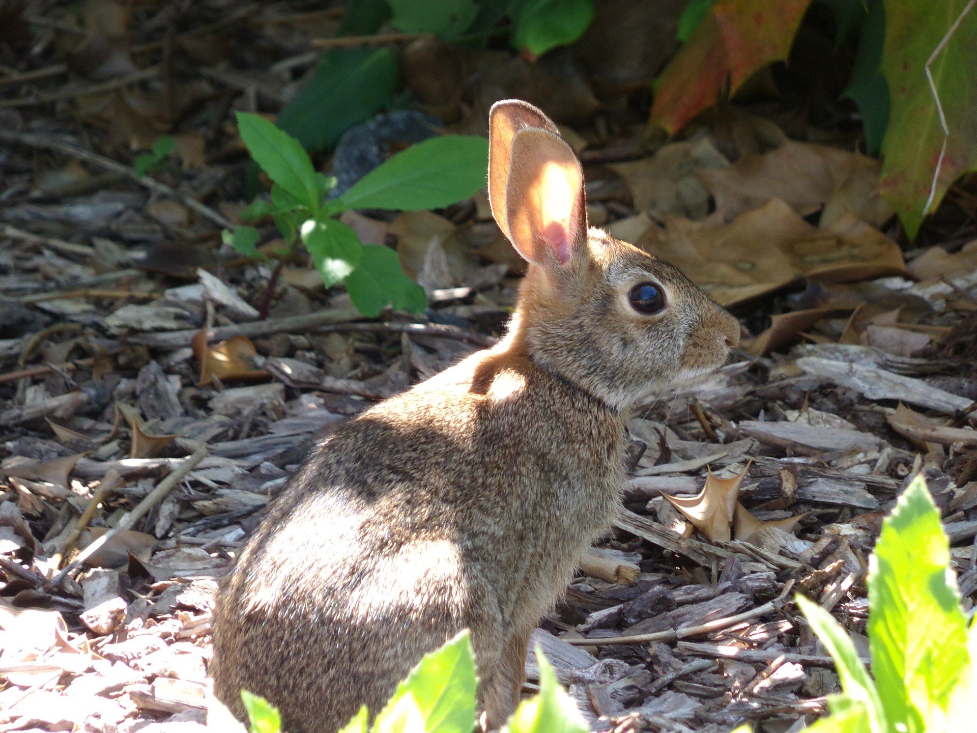 How to Keep Rabbits Out of the Vegetable Garden Tips for Rabbit