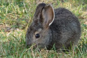 How to Keep Rabbits Out of the Vegetable Garden Tips for Rabbit Deterrent Gardens