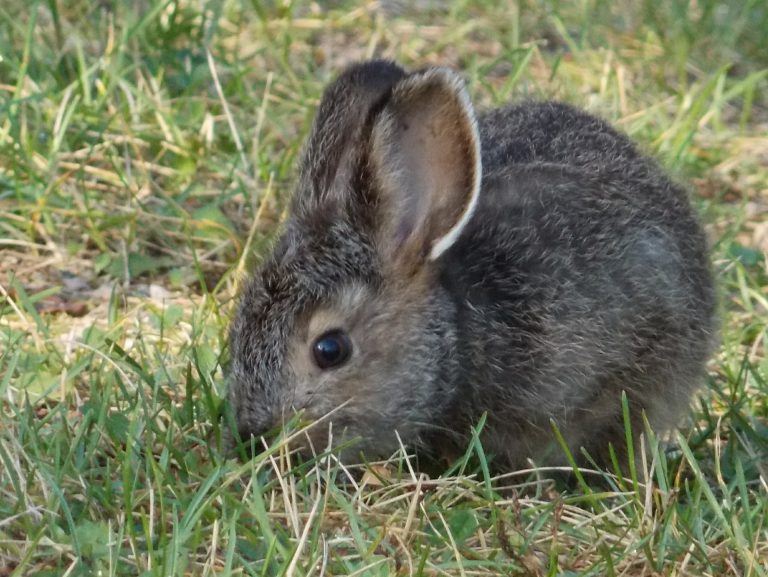 How to Keep Rabbits Out of the Vegetable Garden: Tips for ...