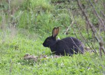 The Best Rabbit Repellent Reviews Prevent Rabbits from Eating Plants