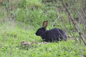 The Best Rabbit Repellent Reviews Prevent Rabbits from Eating Plants