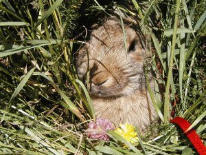 The Best Rabbit Repellent Reviews Prevent Rabbits from Eating Plants